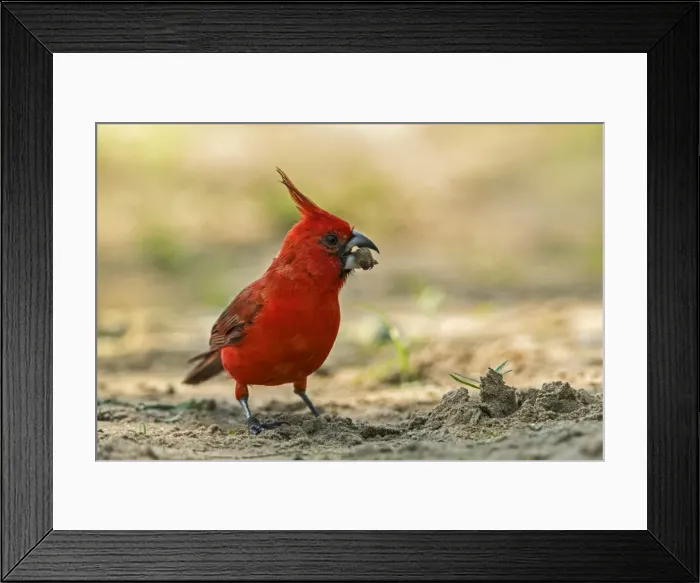 Framed Print : Picture No. 11981015