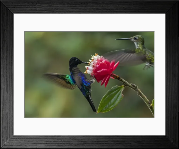 Framed Print : Picture No. 11981016