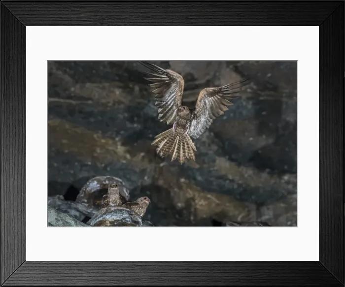 Framed Print : Picture No. 11981018