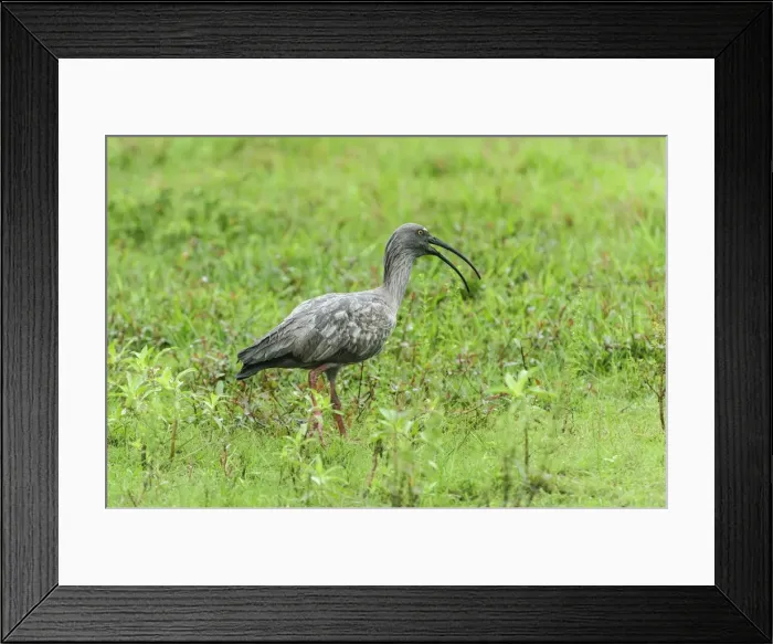 Framed Print : Picture No. 11981020 Framed Print : Picture No. 11981020