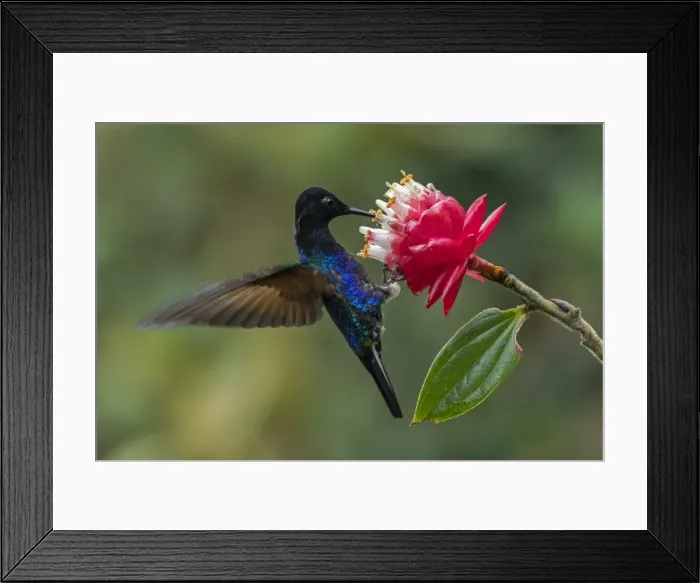 Framed Print : Picture No. 11981021 Framed Print : Picture No. 11981021
