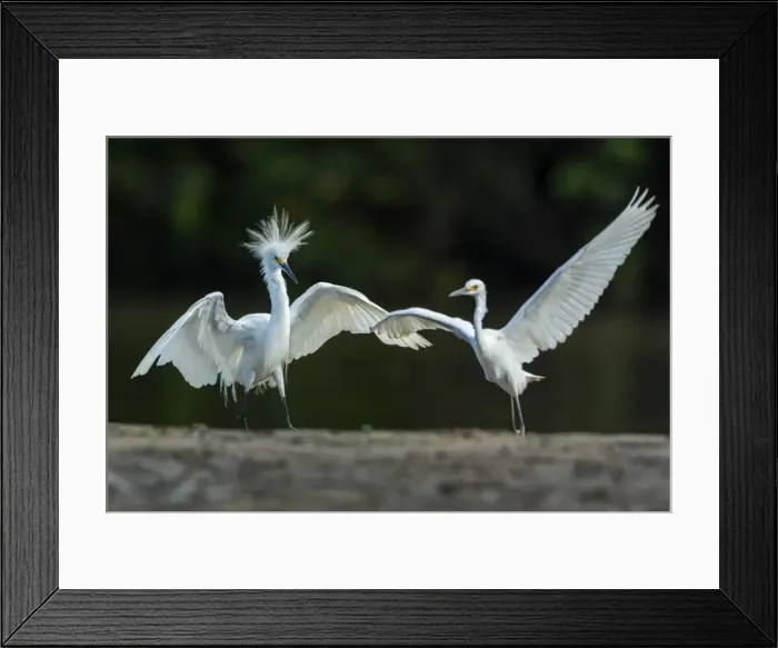 Framed Print : Picture No. 11981022 Framed Print : Picture No. 11981022