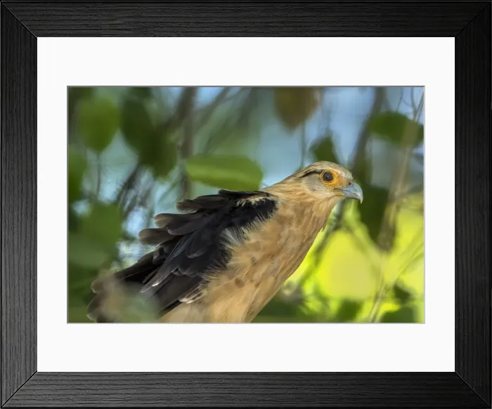 Framed Print : Picture No. 11981023 Framed Print : Picture No. 11981023