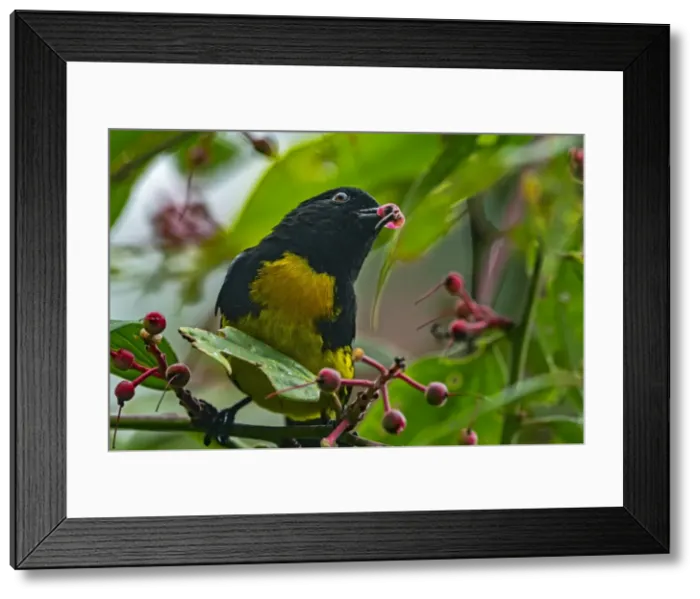 Framed Print : Picture No. 11981024 Framed Print : Picture No. 11981024