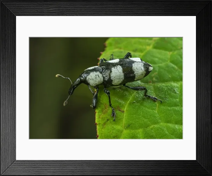Framed Print : Picture No. 11981025 Framed Print : Picture No. 11981025