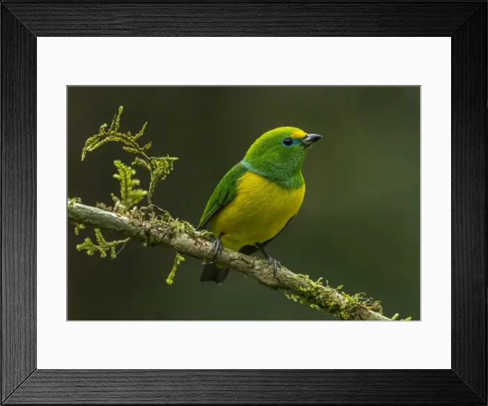 Framed Print : Picture No. 11981026