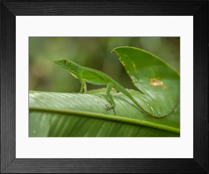 Framed Print : Picture No. 11981027 Framed Print : Picture No. 11981027
