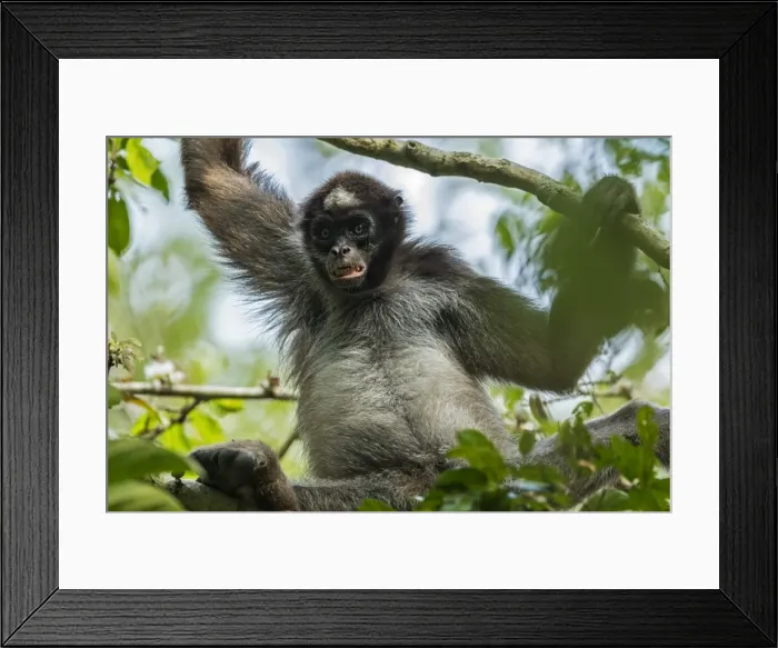 Framed Print : Picture No. 11981028 Framed Print : Picture No. 11981028