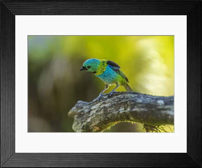 Framed Print : Picture No. 11981030 Framed Print : Picture No. 11981030