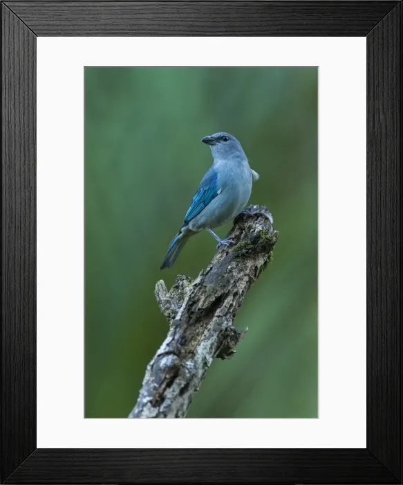 Framed Print : Picture No. 11981031 Framed Print : Picture No. 11981031