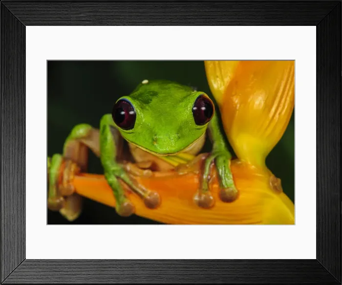 Framed Print : Picture No. 11981033 Framed Print : Picture No. 11981033