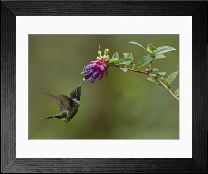 Framed Print : Picture No. 11981034 Framed Print : Picture No. 11981034