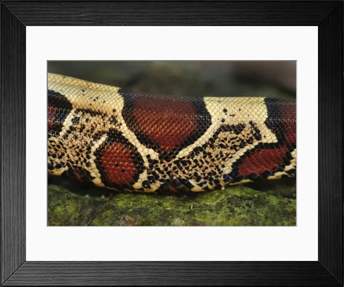 Framed Print : Picture No. 11981035 Framed Print : Picture No. 11981035