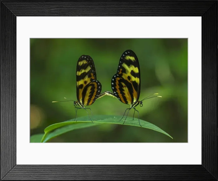 Framed Print : Picture No. 11981036 Framed Print : Picture No. 11981036