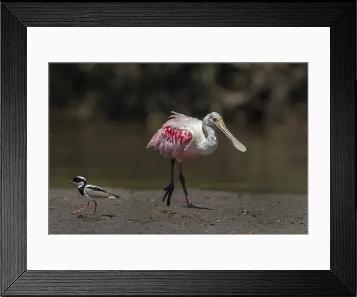 Framed Print : Picture No. 11981037 Framed Print : Picture No. 11981037