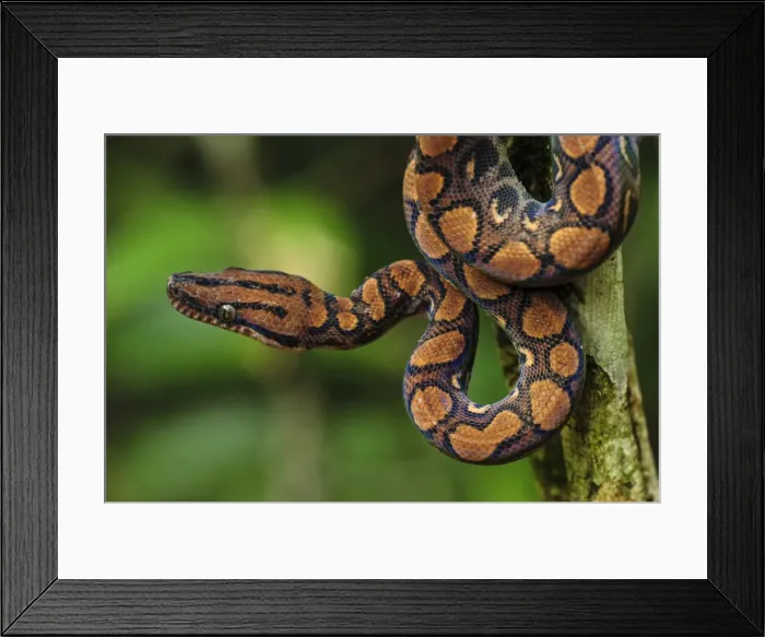 Framed Print : Picture No. 11981039 Framed Print : Picture No. 11981039