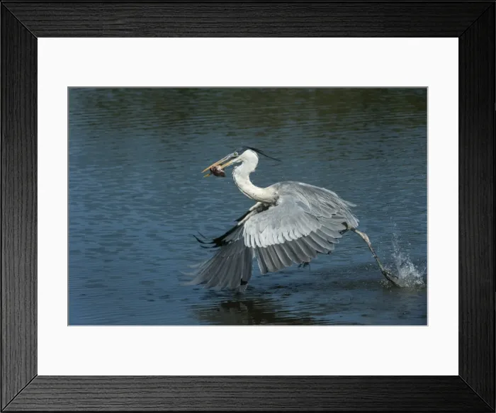 Framed Print : Picture No. 11981040 Framed Print : Picture No. 11981040
