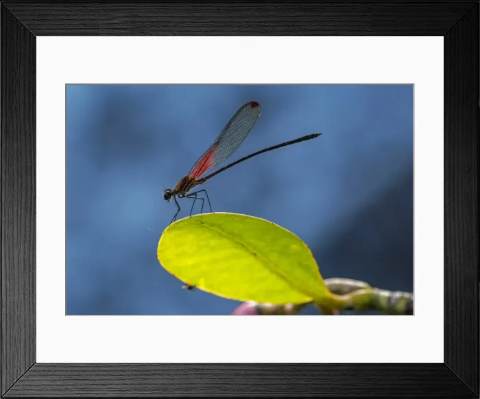 Framed Print : Picture No. 11981041 Framed Print : Picture No. 11981041