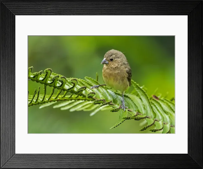 Framed Print : Picture No. 11981042 Framed Print : Picture No. 11981042