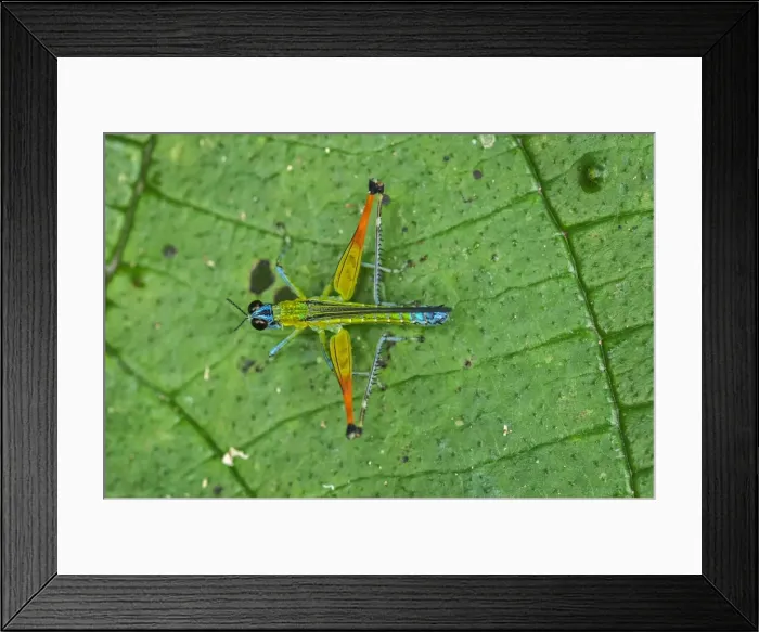 Framed Print : Picture No. 11981043 Framed Print : Picture No. 11981043