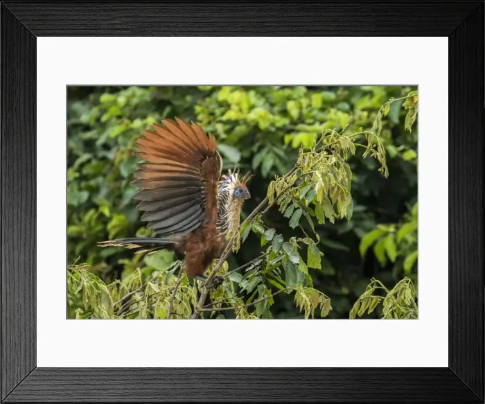 Framed Print : Picture No. 11981044 Framed Print : Picture No. 11981044