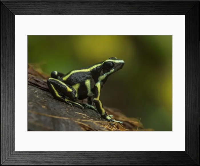 Framed Print : Picture No. 11981045 Framed Print : Picture No. 11981045