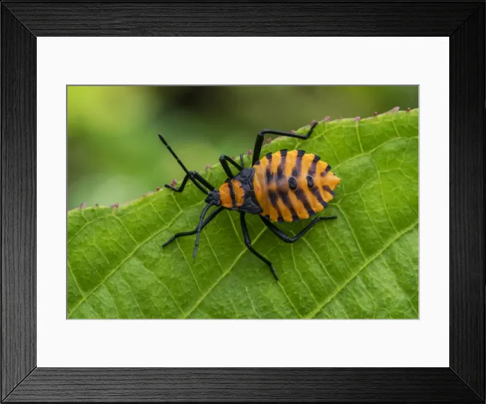 Framed Print : Picture No. 11981046 Framed Print : Picture No. 11981046
