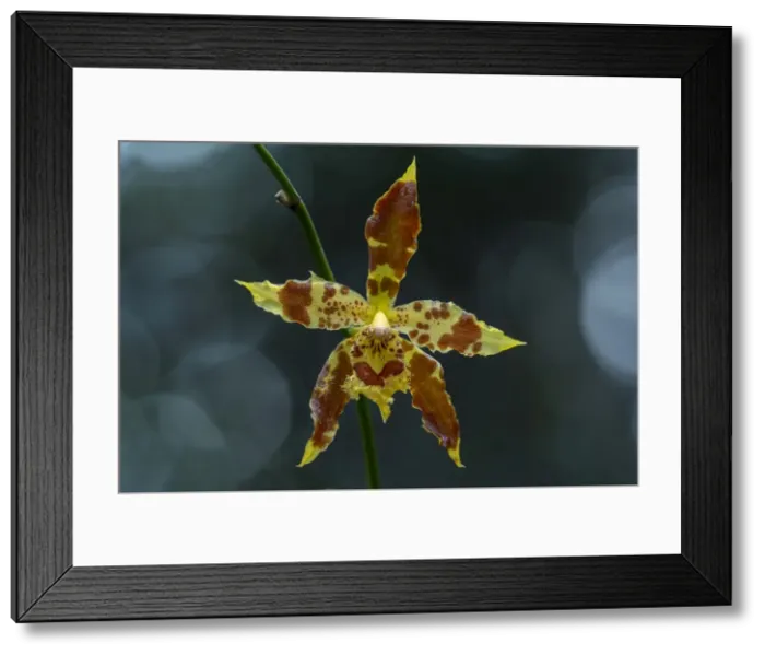 Framed Print : Picture No. 11981047 Framed Print : Picture No. 11981047