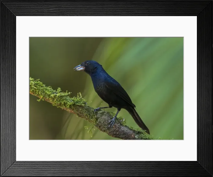 Framed Print : Picture No. 11981048 Framed Print : Picture No. 11981048