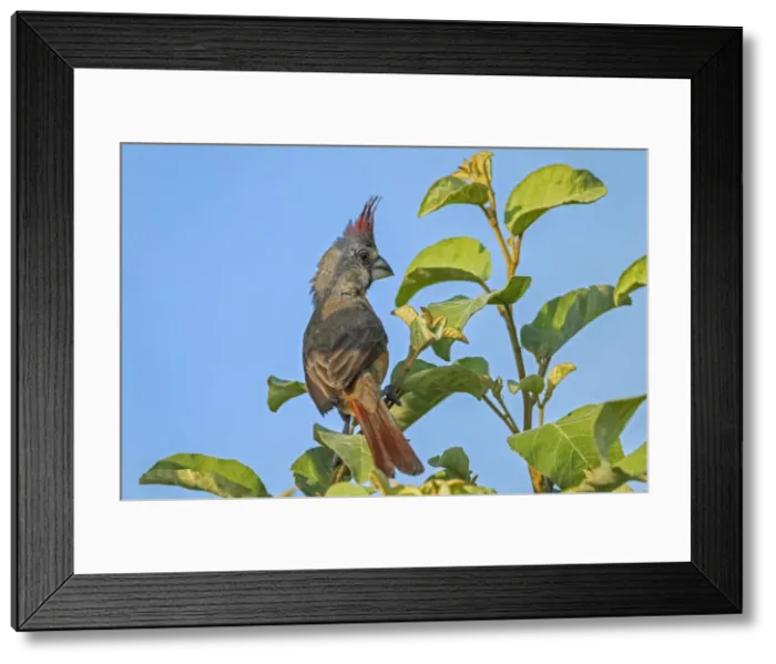 Framed Print : Picture No. 11981049 Framed Print : Picture No. 11981049
