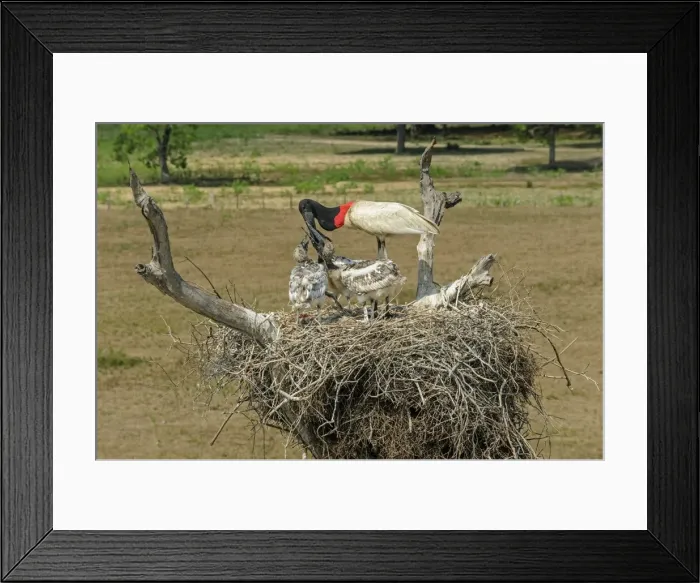Framed Print : Picture No. 11981050 Framed Print : Picture No. 11981050