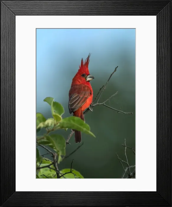 Framed Print : Picture No. 11981051