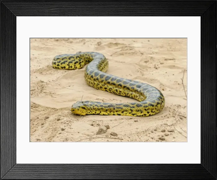 Framed Print : Picture No. 11981052 Framed Print : Picture No. 11981052