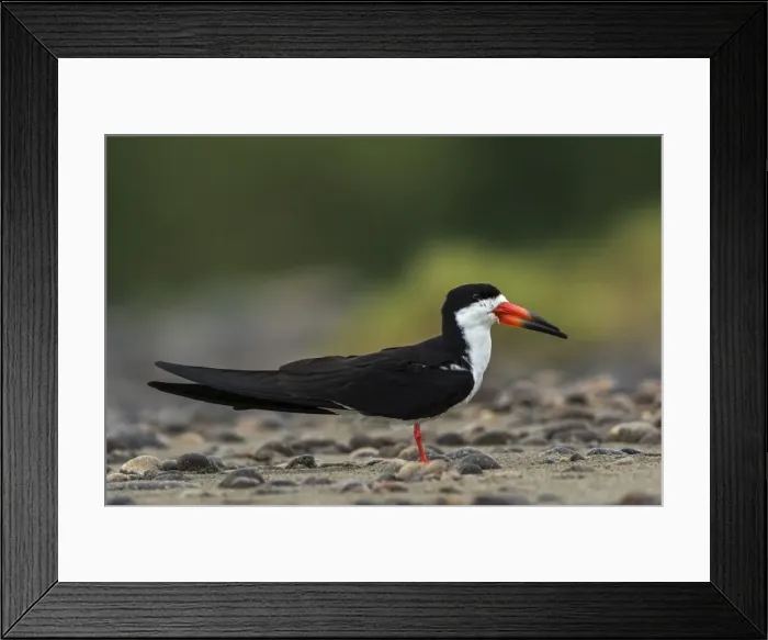 Framed Print : Picture No. 11981053 Framed Print : Picture No. 11981053