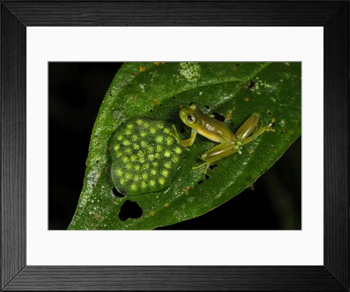 Framed Print : Picture No. 11981054 Framed Print : Picture No. 11981054
