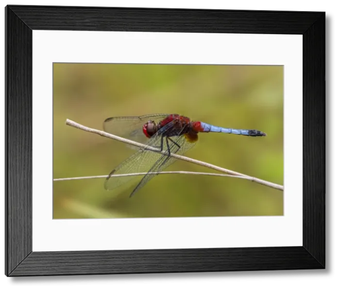 Framed Print : Picture No. 11981056 Framed Print : Picture No. 11981056