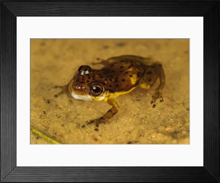 Framed Print : Picture No. 11981057 Framed Print : Picture No. 11981057