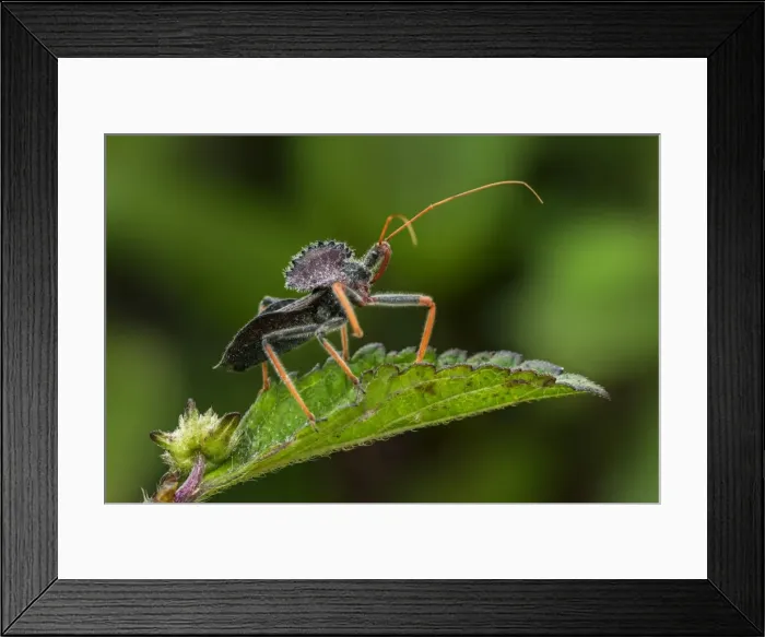 Framed Print : Picture No. 11981058