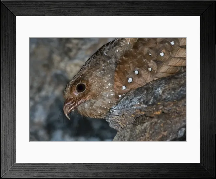 Framed Print : Picture No. 11981059 Framed Print : Picture No. 11981059