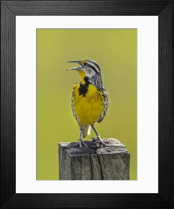 Framed Print : Picture No. 11981060 Framed Print : Picture No. 11981060