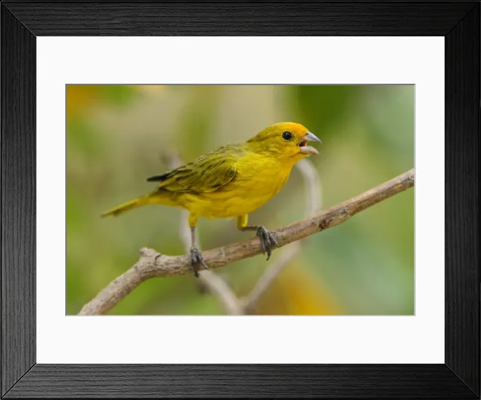 Framed Print : Picture No. 11981061 Framed Print : Picture No. 11981061