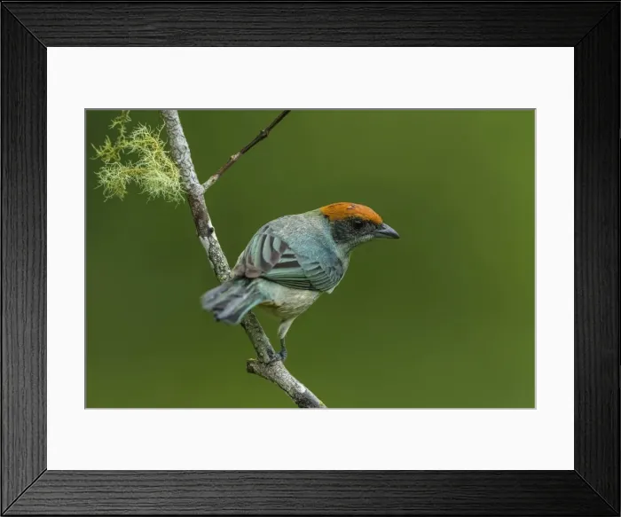 Framed Print : Picture No. 11981062 Framed Print : Picture No. 11981062
