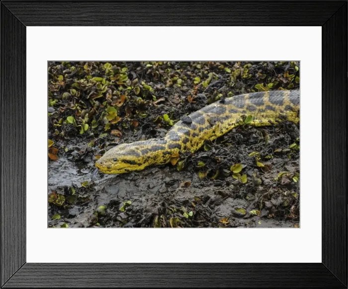 Framed Print : Picture No. 11981063 Framed Print : Picture No. 11981063