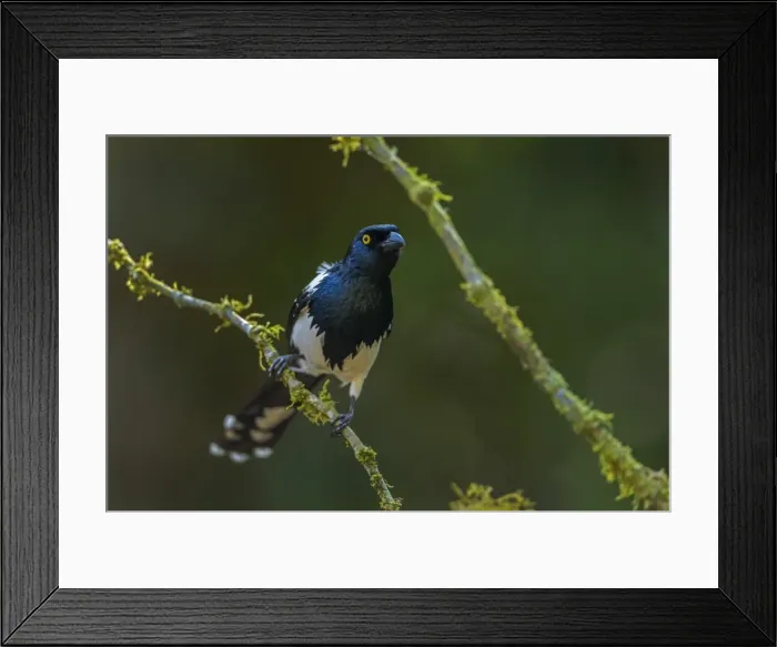Framed Print : Picture No. 11981064 Framed Print : Picture No. 11981064