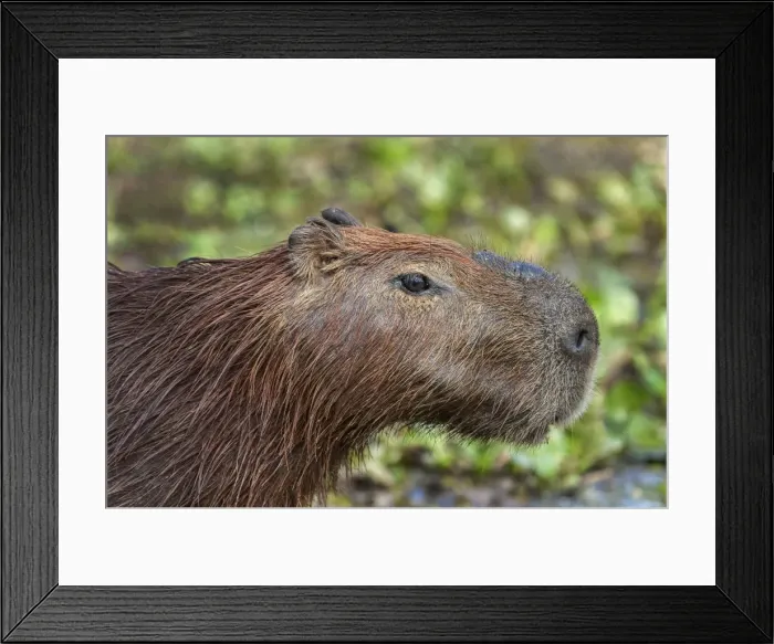 Framed Print : Picture No. 11981065 Framed Print : Picture No. 11981065