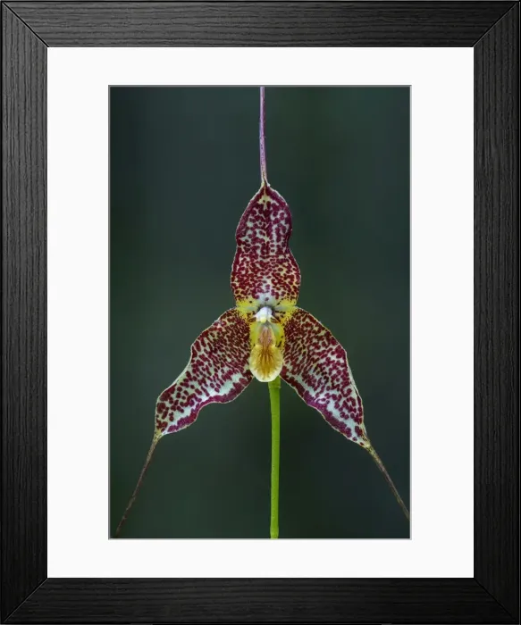 Framed Print : Picture No. 11981066