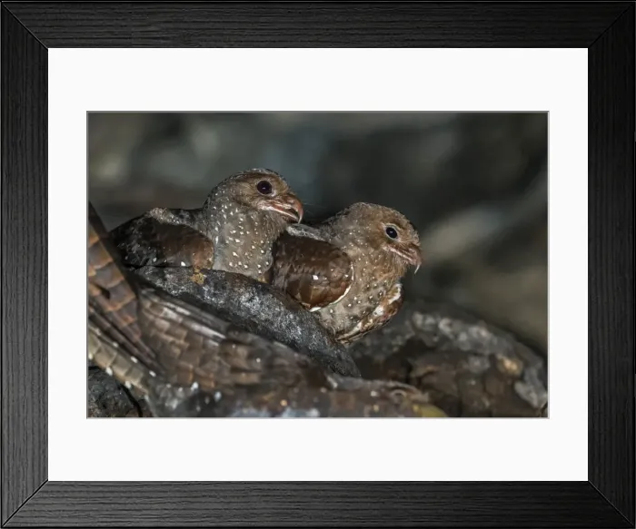 Framed Print : Picture No. 11981067 Framed Print : Picture No. 11981067