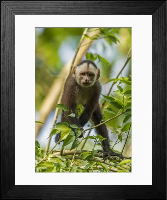 Framed Print : Picture No. 11981068 Framed Print : Picture No. 11981068