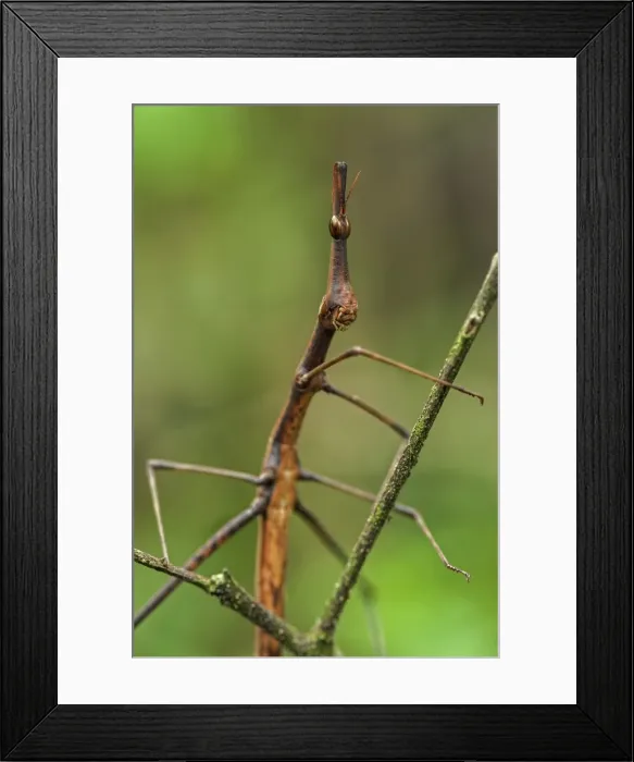 Framed Print : Picture No. 11981069 Framed Print : Picture No. 11981069