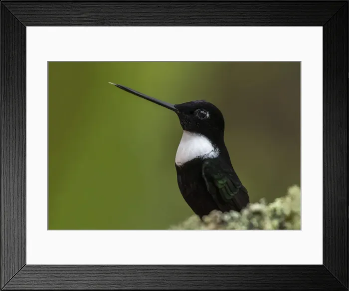 Framed Print : Picture No. 11981070 Framed Print : Picture No. 11981070